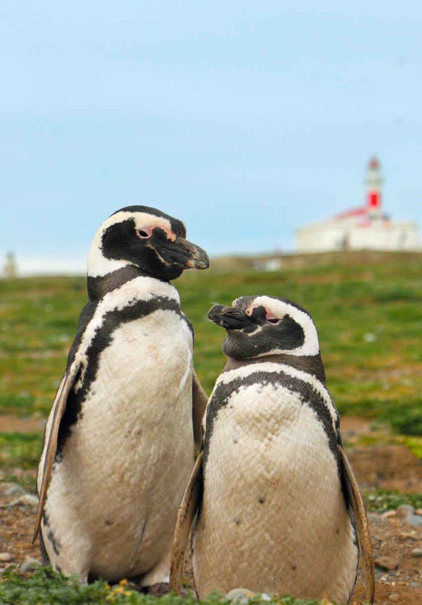 Patagonien Pinguine und Leuchtturm hoch